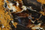 Petrified Wood (Sycamore) Slab - Parker, Colorado #141480-1